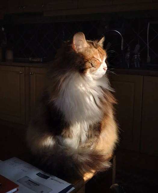 Sibirisk katt Ioata Arae